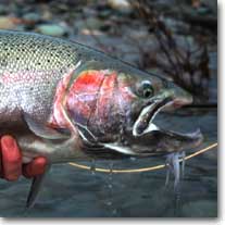 John Farrar Fish Head Shot