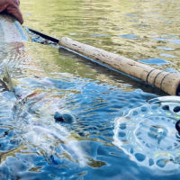Local Waters