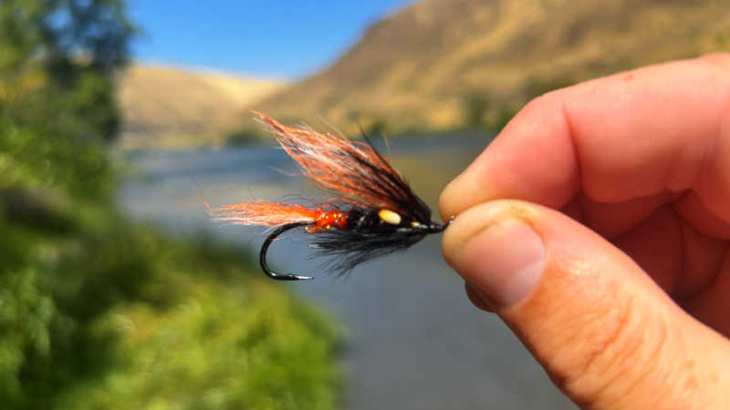 Summer Steelhead with John