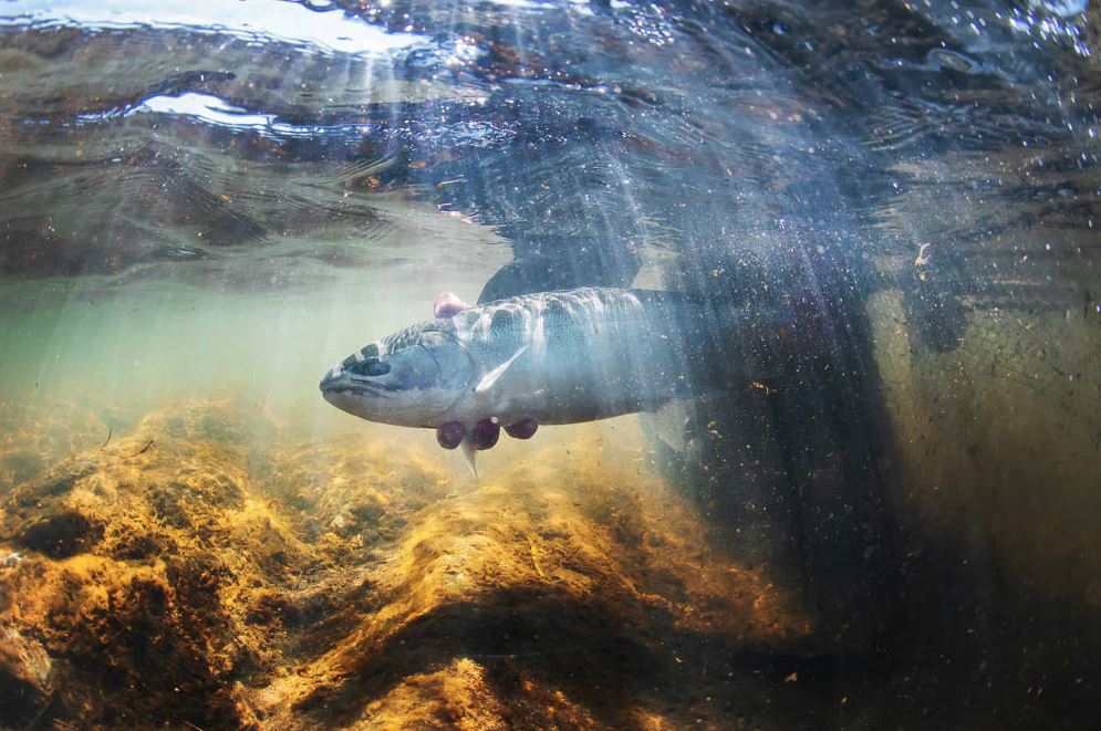 North Umpqua Steelhead