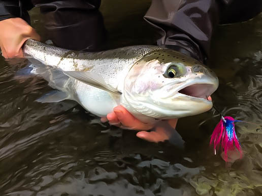Sandy Steelhead